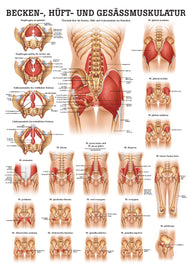 Becken-, Hüft- und Gesässmuskulatur (Poster 50cm x 70cm) - YOGISHOP