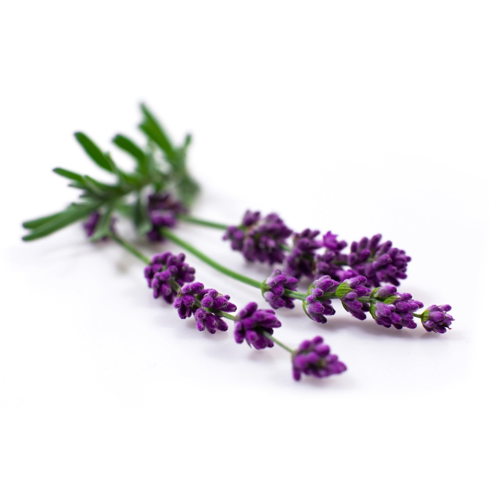 Bio Yogamatten-Reiniger - fresh lavender - 10 l