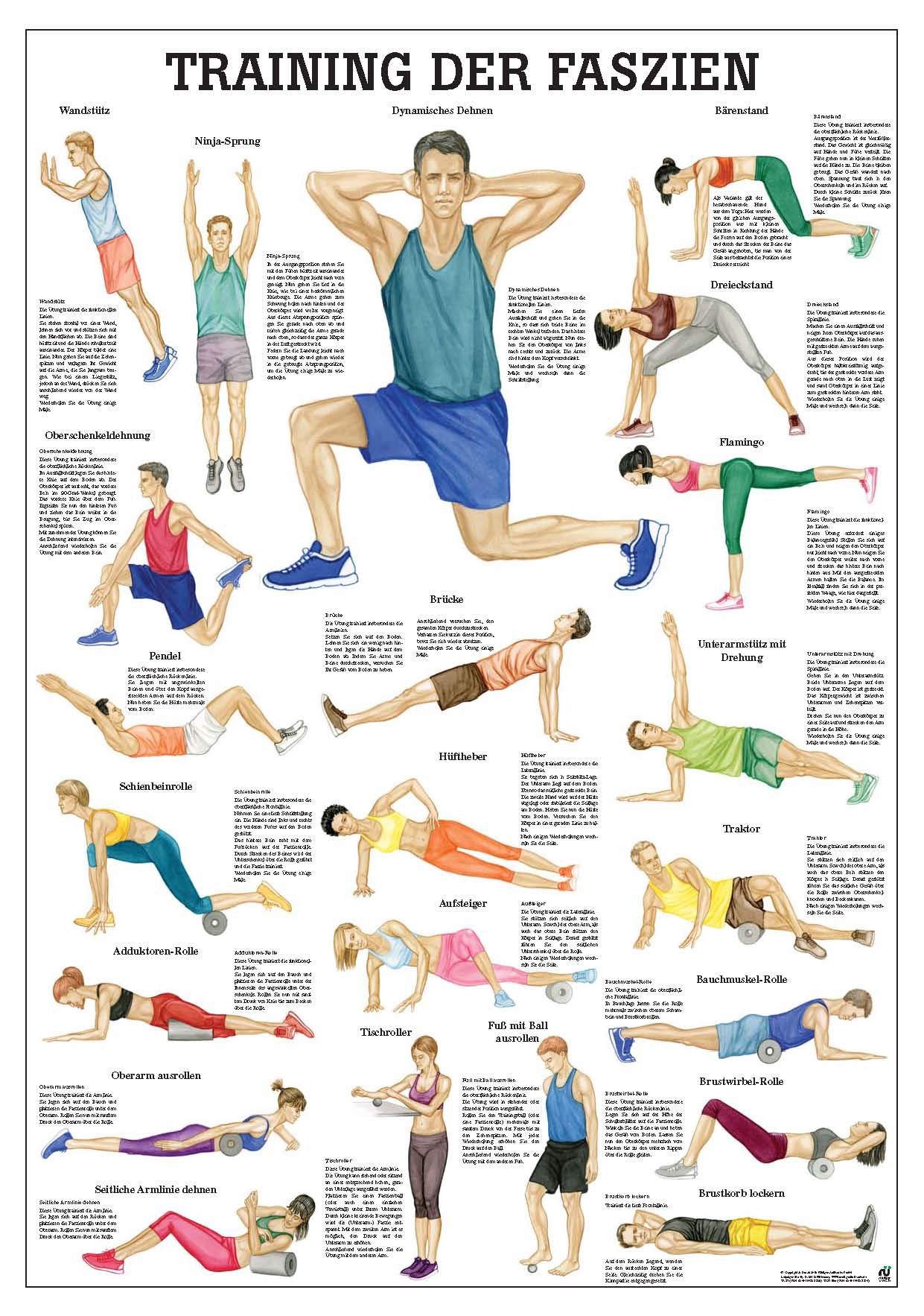 Training der Faszien (Poster 24cm x 34cm) - YOGISHOP