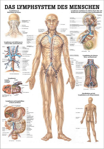 Lymphsystem des Menschen (Poster 24cm x 34cm) - YOGISHOP