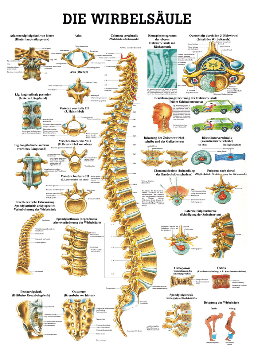 Die Wirbelsäule - YOGISHOP