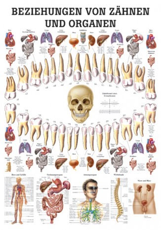 Relationship of teeth and organs 