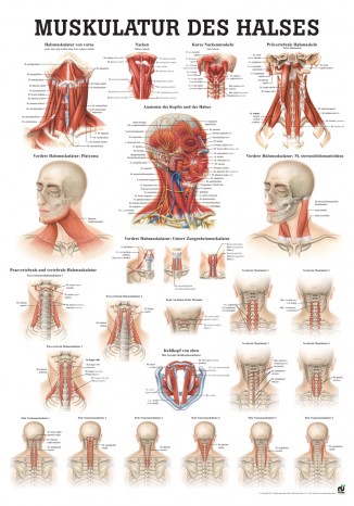 Musculature of the neck (poster 50cm x 70cm) 