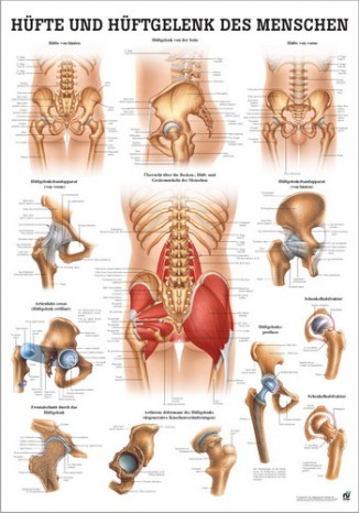Hip and Hip Joint (Poster 24cm x 34cm) 