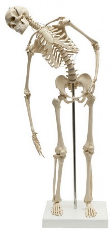 Human mini-skeleton, flexible 