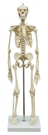 Human mini-skeleton 