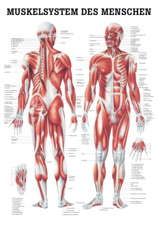 The muscular system Poster 24cm x 34cm